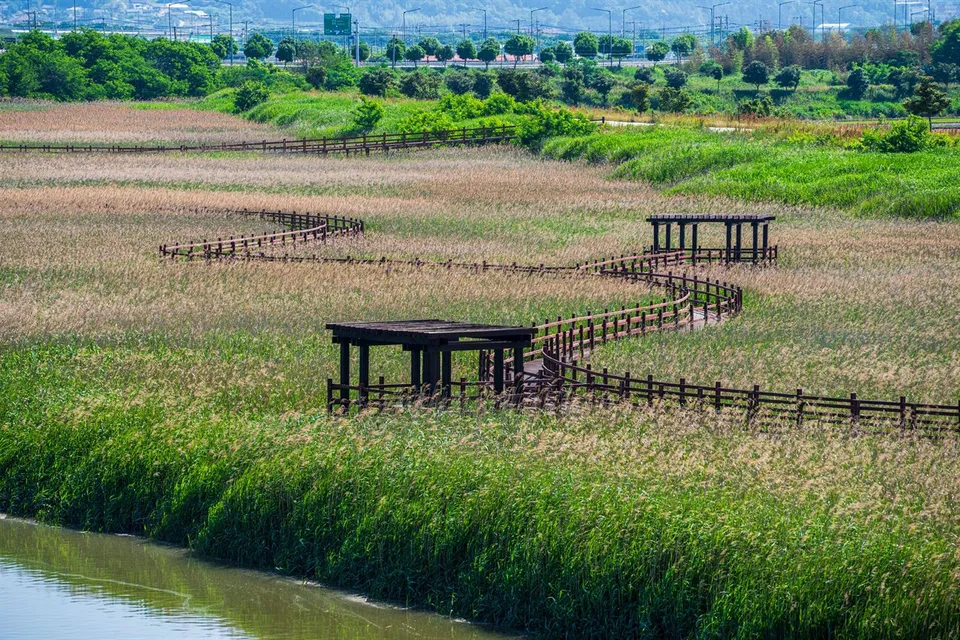 康津灣生態公園 — 延伸於蘆葦田間的木製遊覽步道（2025年6月）