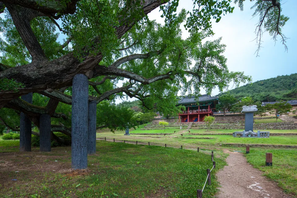 道東書院 — 金宏弼銀杏樹與道東書院全景（2014年6月）