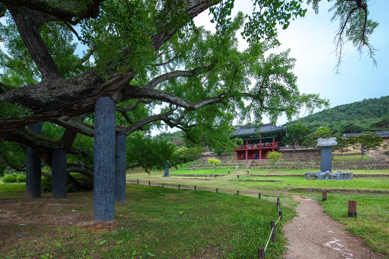 道東書院 — 金宏弼銀杏樹與道東書院全景(2014年6月)(照片:韓國觀光公社觀光照片庫・攝影 한국관광공사 김지호・公共授權第1類)