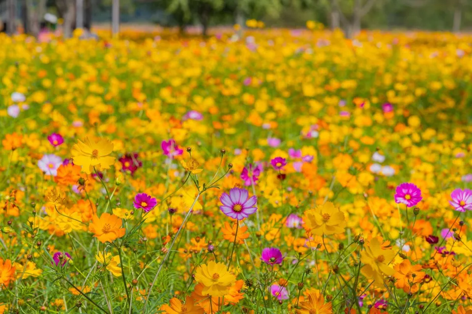 護國義兵之森親水公園（南江河畔花海）— 黃色與粉紅色的波斯菊花海（2024年10月）