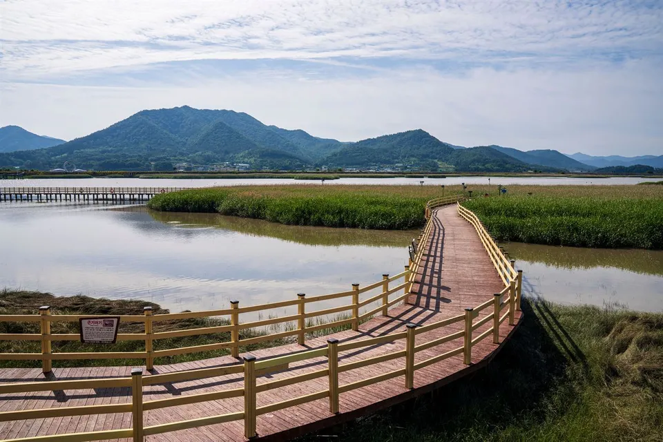 康津灣生態公園 — 蘆葦田間的木製遊覽步道與濕地景觀（2025年6月）