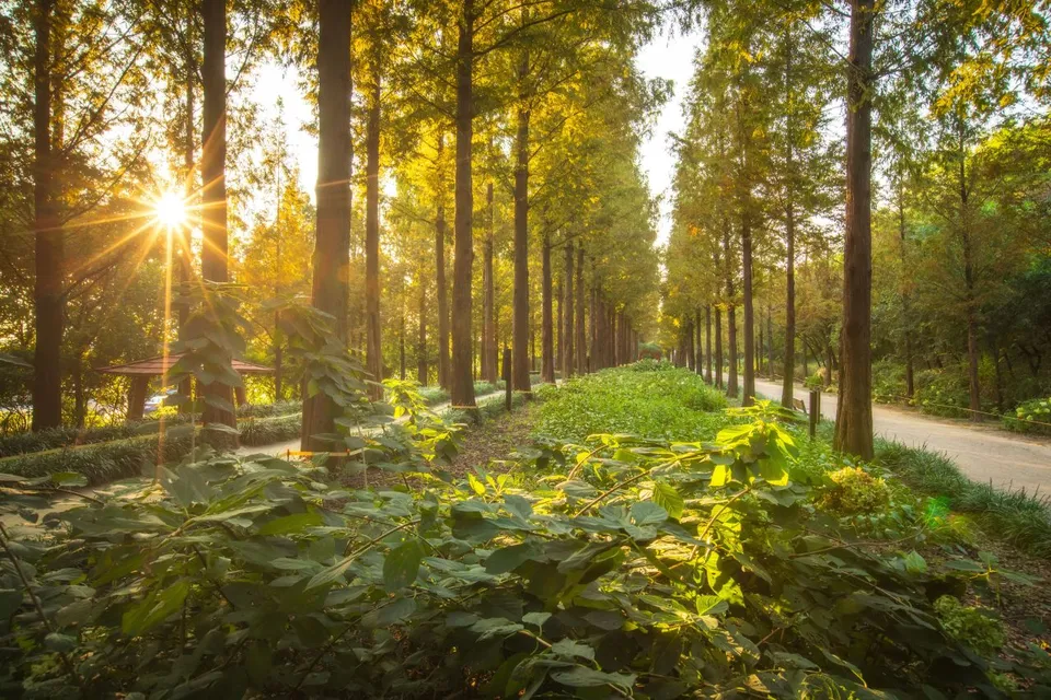 世界盃公園 — 陽光照耀的落羽松步道與綠地（2024年9月）