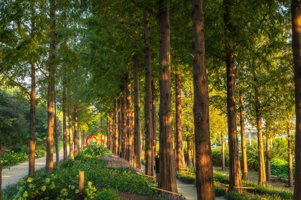 世界盃公園 — 延伸於樹木間的茂密公園步道（2024年9月）