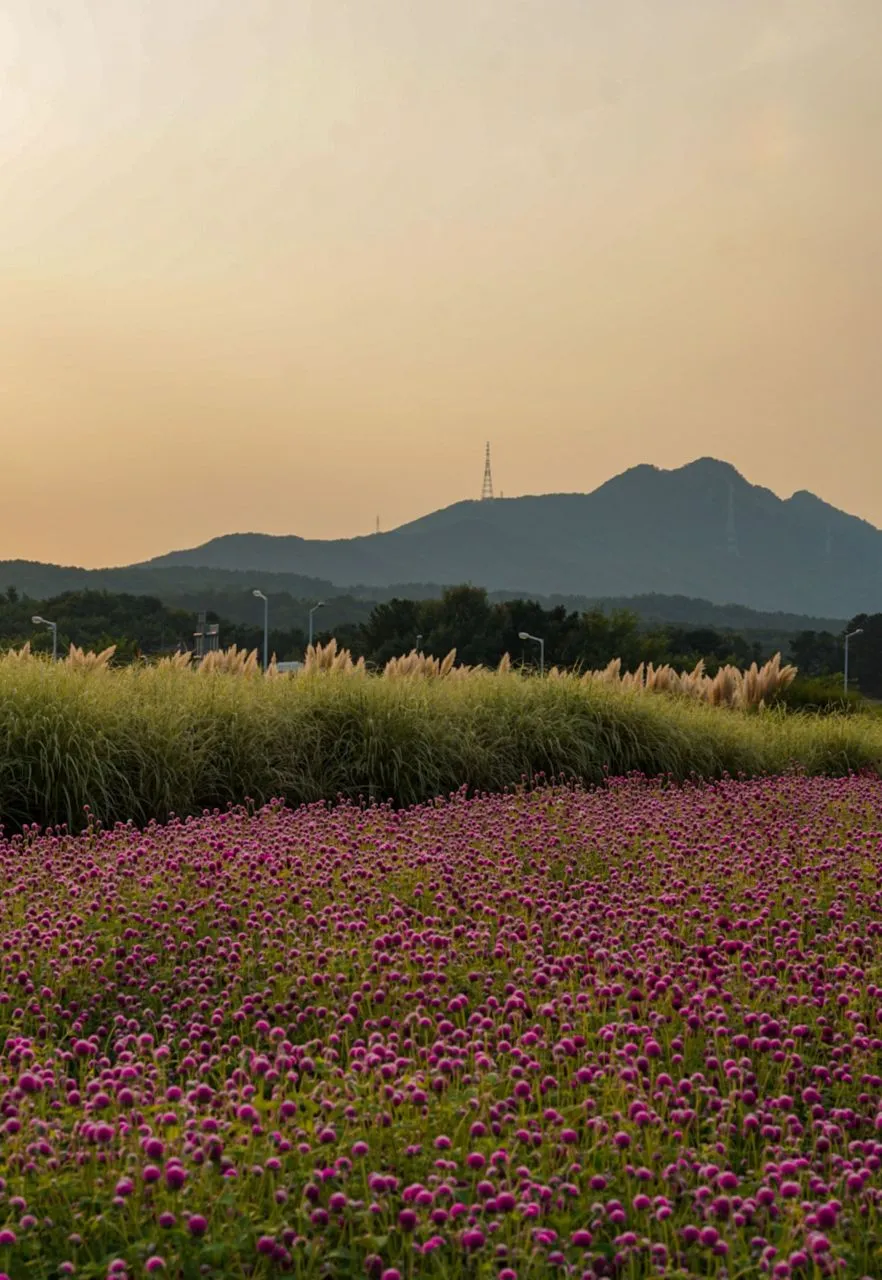 나리농원 — 천일홍 꽃밭과 산 능선 (2023년 9월)