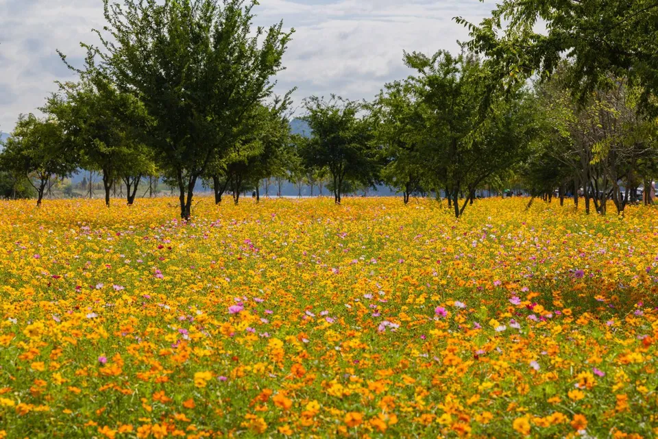 護國義兵之森親水公園（南江河畔花海）— 林木排列其間的廣闊波斯菊花海（2024年10月）