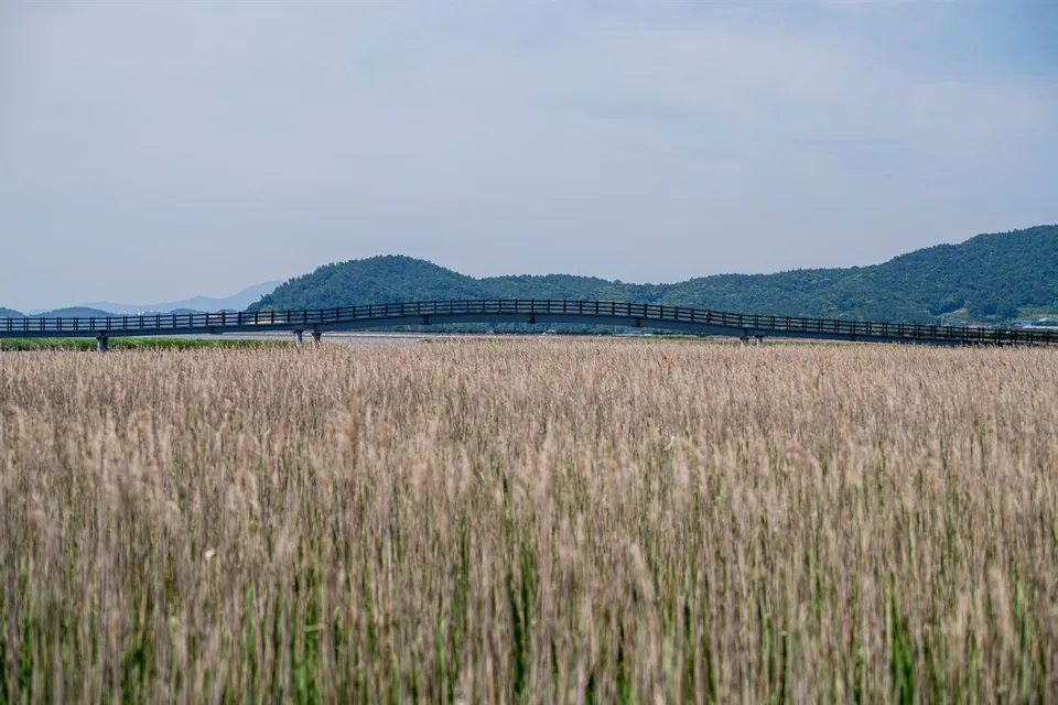康津灣生態公園 — 延伸至蘆葦田另一端的長長遊覽橋（2025年6月）