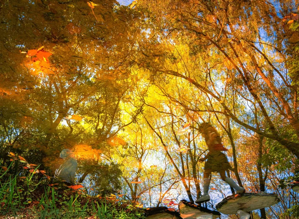 大邱樹木園 — 人們走在金黃色秋葉下的森林小徑（2021年10月）