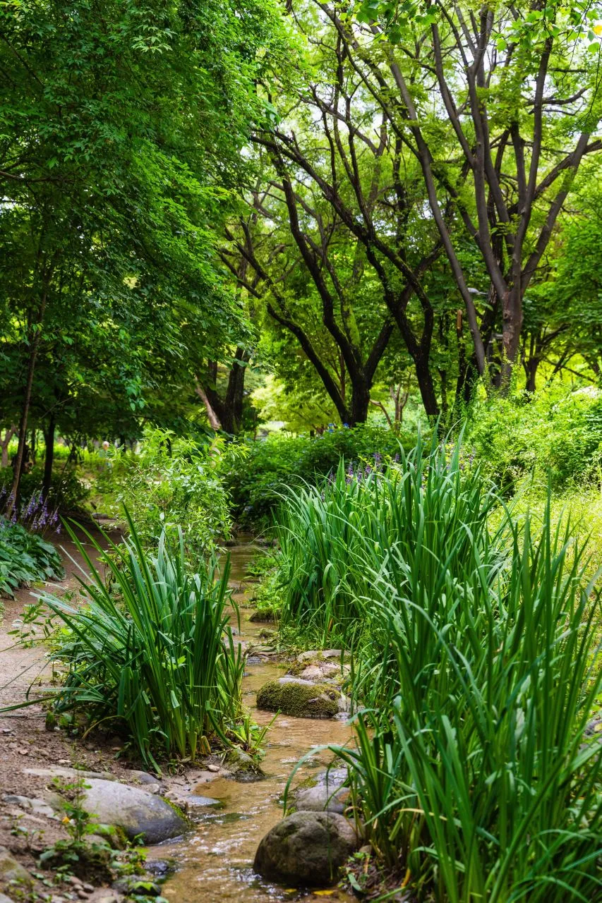 首爾林 — 首爾林茂密森林中的小溪與草木（2024年7月）（照片：韓國觀光公社觀光照片庫・攝影 김주원・公共授權第1類）