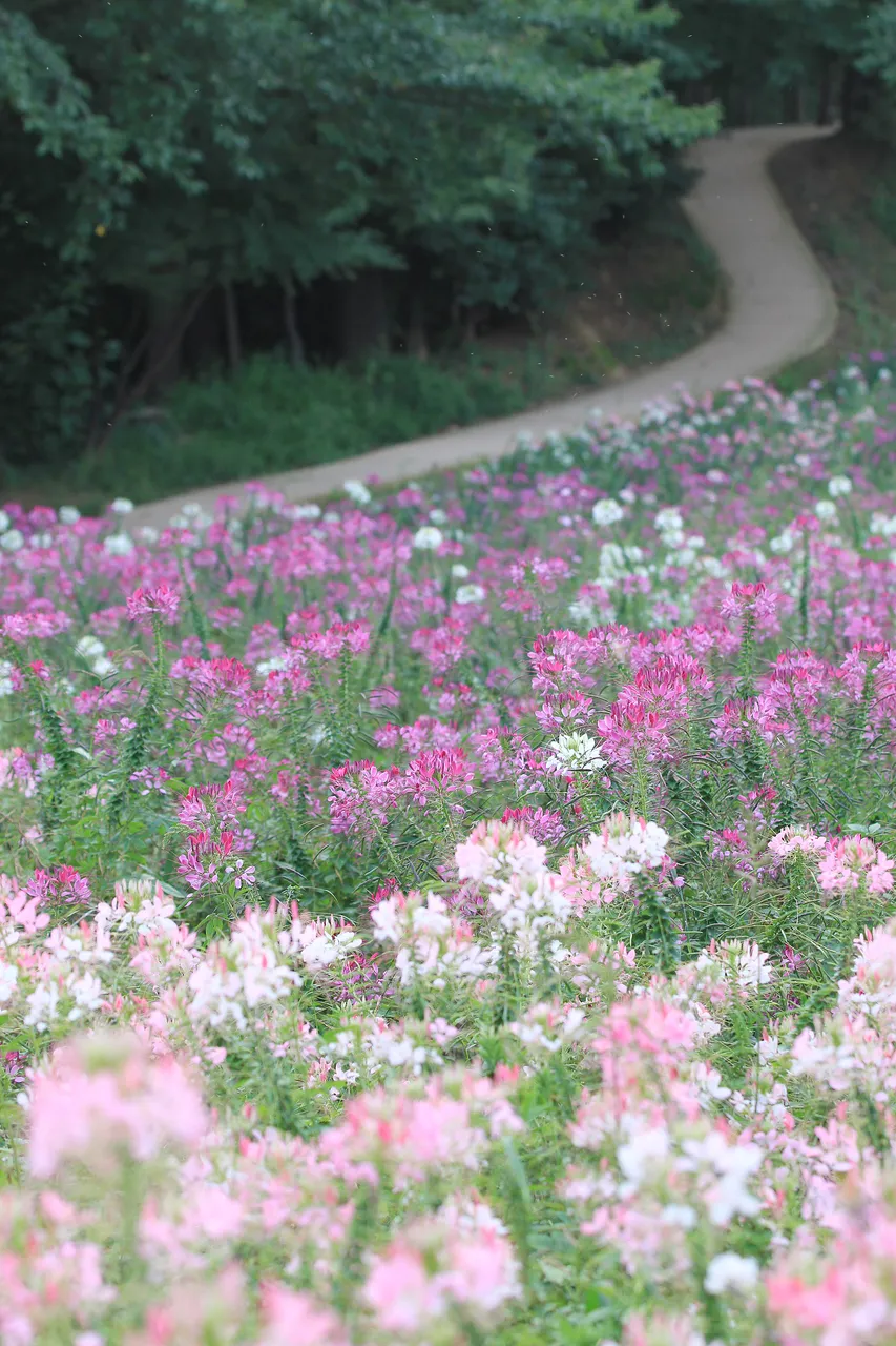 奧林匹克公園 — 粉白花海旁蜿蜒的步道（2012年9月）