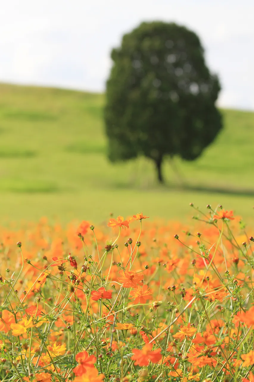 奧林匹克公園 — 草坡上的一棵樹與波斯菊（2012年9月）