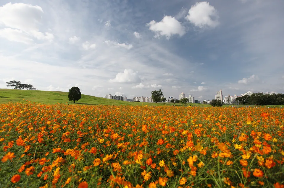 奧林匹克公園 — 橘色波斯菊花田後方的一棵孤樹（2012年9月）