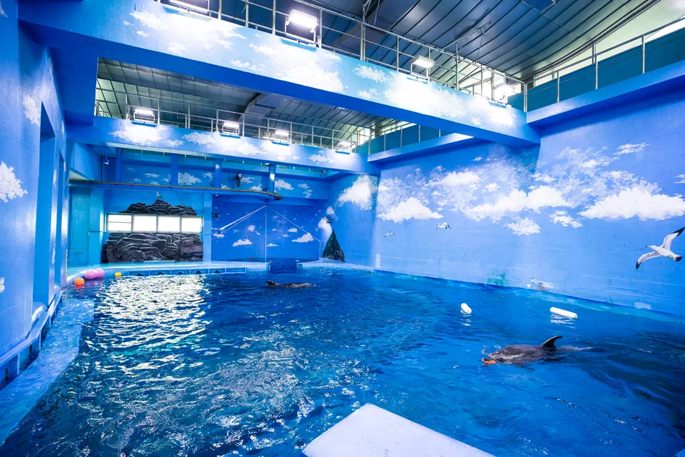 長生浦鯨魚生態體驗館 — 海豚水池（2018年6月）