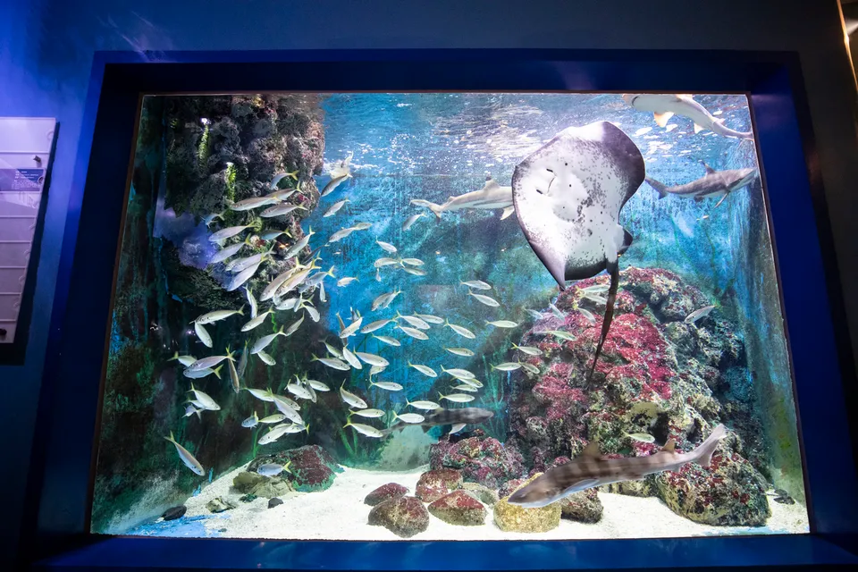 長生浦鯨魚生態體驗館 — 有魟魚和魚群的大水族箱（2018年6月）