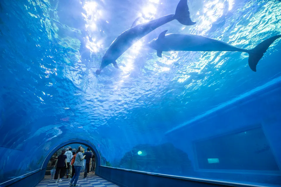 長生浦鯨魚生態體驗館 — 海豚從頭頂游過的水中隧道（2018年6月）