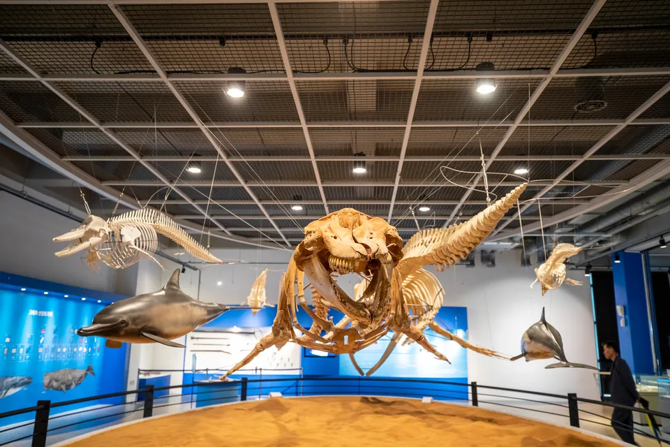 長生浦鯨魚博物館 — 多具鯨魚骨骼標本展示（2018年6月）