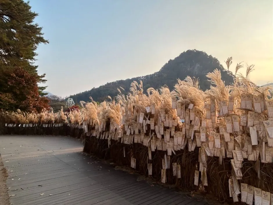 往屆活動 — 芒草田步道與山景（照片：韓國觀光公社・公共授權第3類）