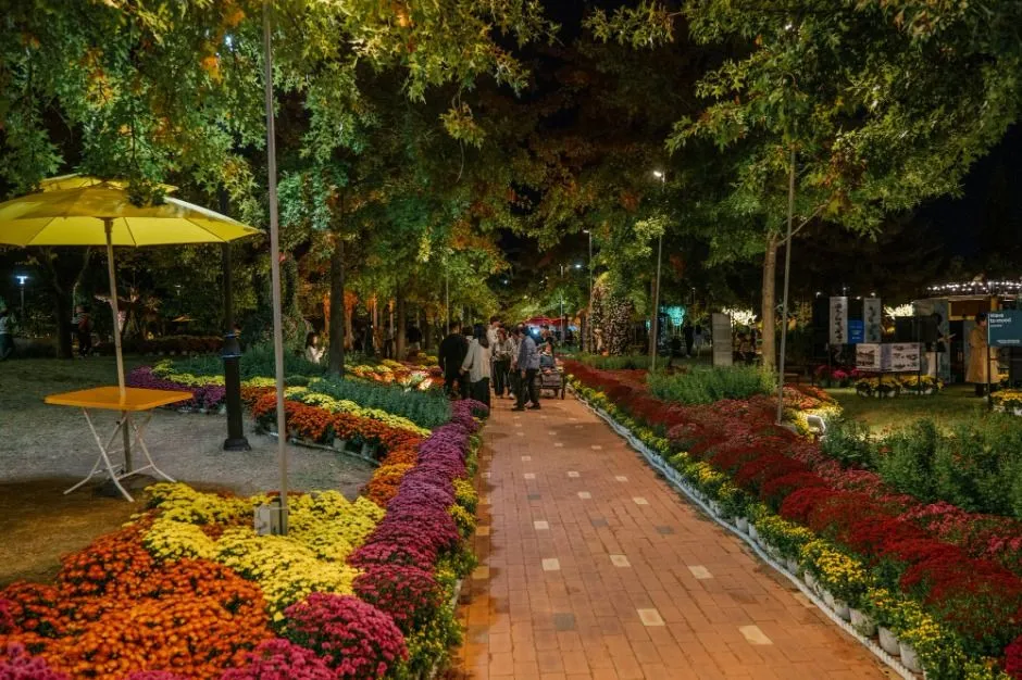 2025年 — 夜間展開的菊花散步道