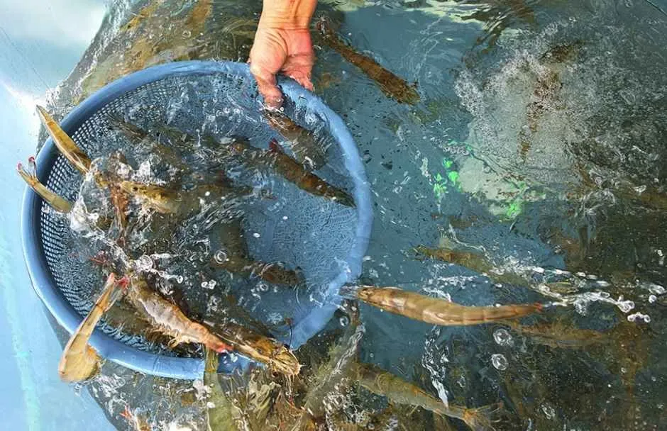 往屆活動 — 水中籃子裡的蝦（照片：韓國觀光公社・公共授權第3類）