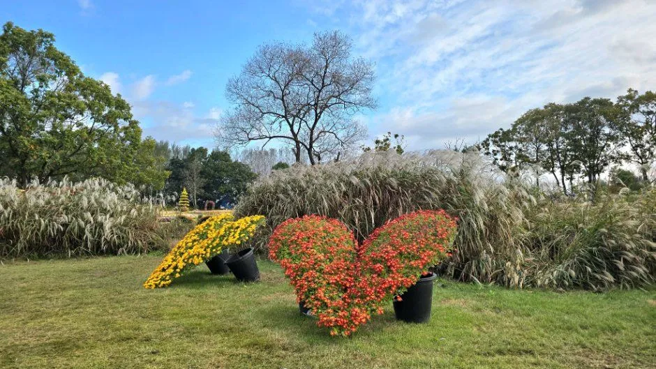 往屆活動 — 芒草田前的菊花盆栽愛心造景（照片：韓國觀光公社・公共授權第3類）