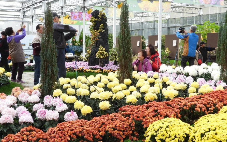 2019年活動 — 室內菊花展與遊客