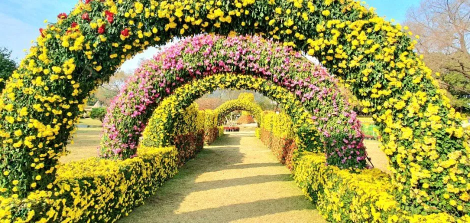 往屆活動 — 菊花拱形步道