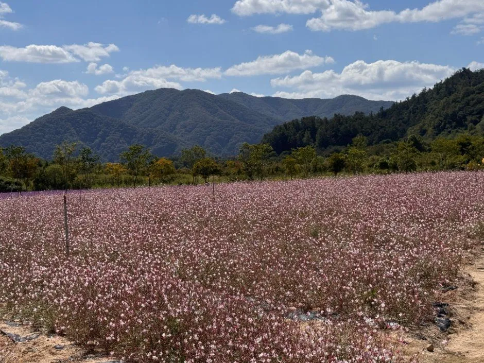 往屆活動 — 粉紅色花田與山景