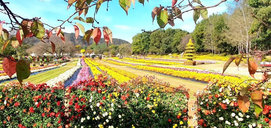 往屆活動 — 色彩繽紛菊花田的全景
