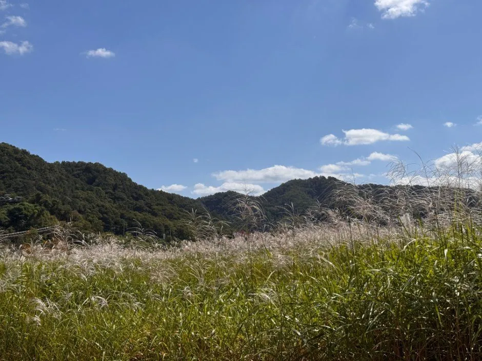 往屆活動 — 芒草田與山景