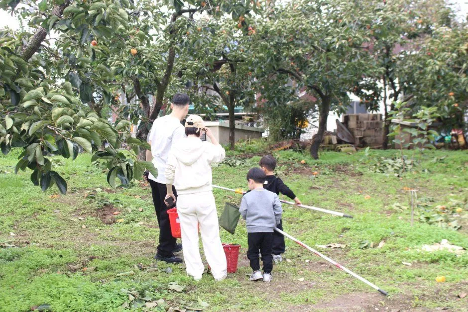 往屆活動 — 體驗者在柿子樹下採收柿子的景象(照片:韓國觀光公社・公共授權第3類)