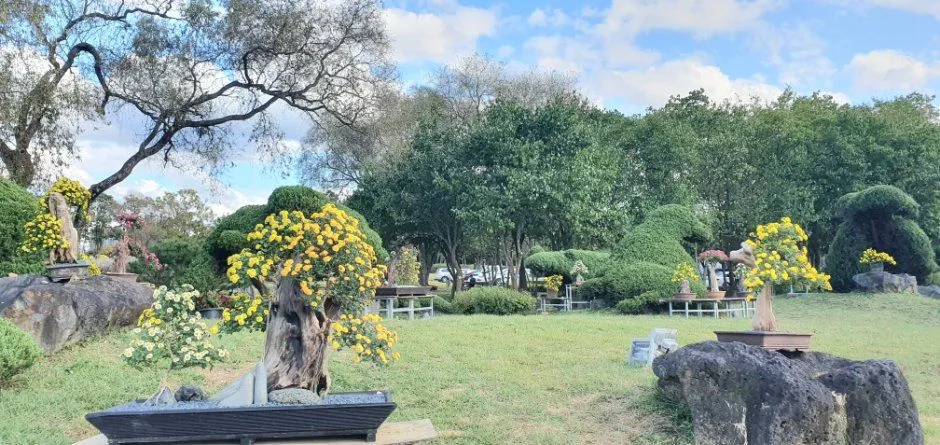 往屆活動 — 擺放菊花盆栽與造景的庭園（照片：韓國觀光公社・公共授權第3類）