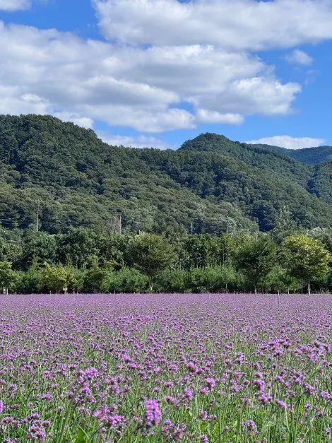 往屆活動 — 紫色花田與青山景色