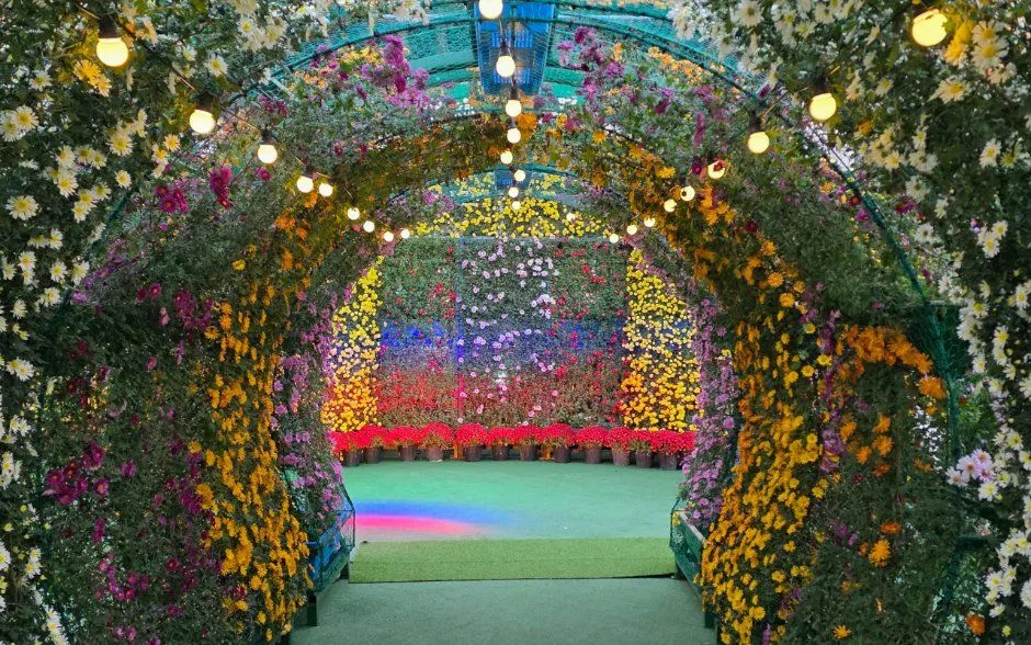 往屆活動 — 菊花拱形隧道與燈光裝飾
