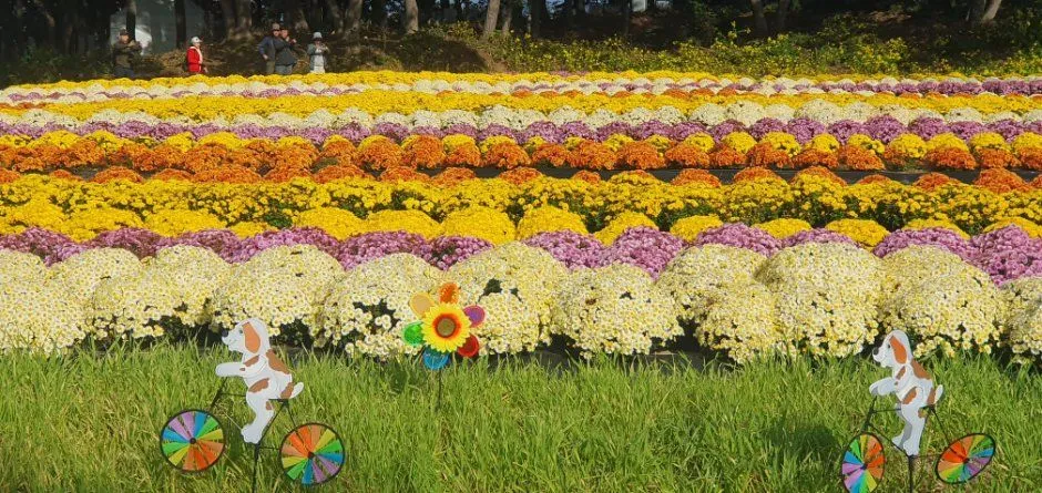 往屆活動 — 開滿色彩繽紛菊花的花田